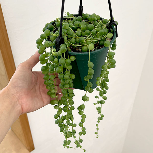 グリーンネックレス　4号吊り鉢