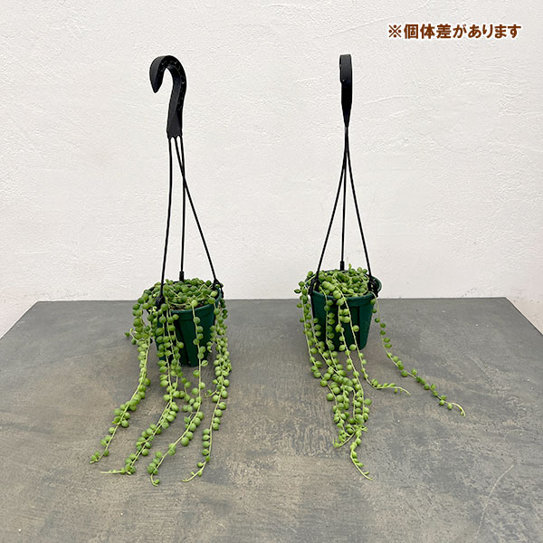 グリーンネックレス　4号吊り鉢