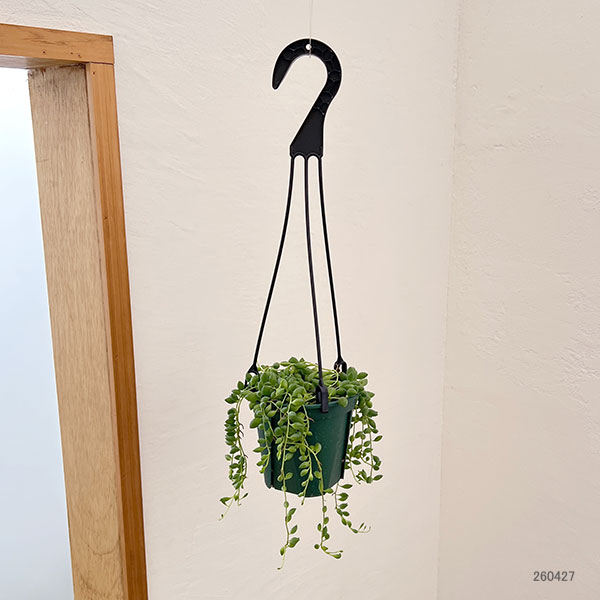 セネシオ：ピーチネックレス　4号吊り鉢