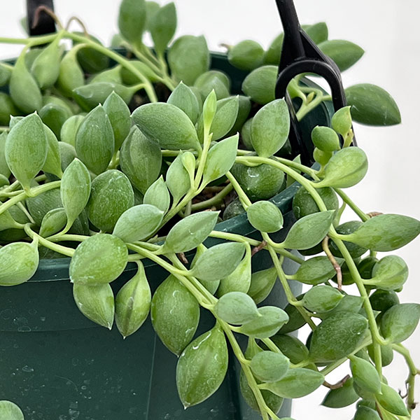 セネシオ：ピーチネックレス　4号吊り鉢