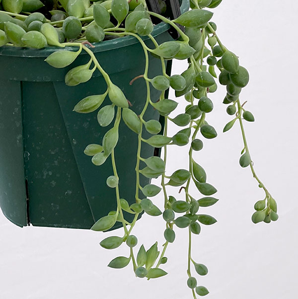 セネシオ：ピーチネックレス　4号吊り鉢