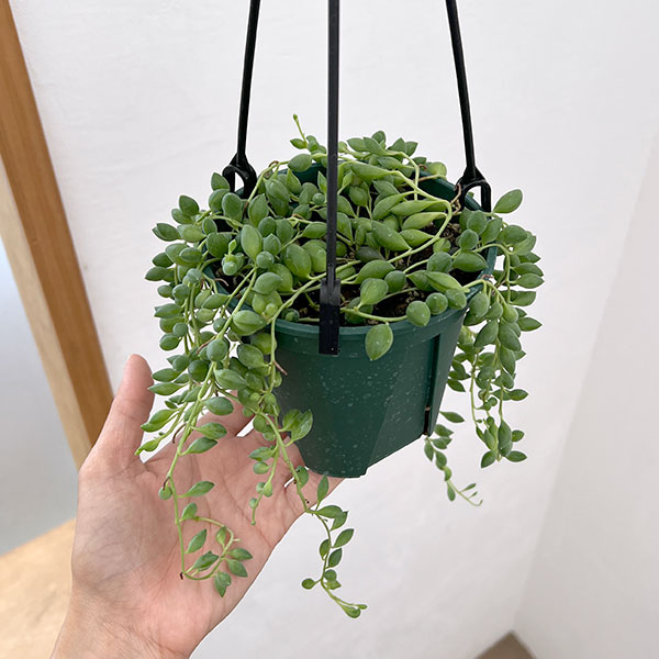 セネシオ：ピーチネックレス　4号吊り鉢