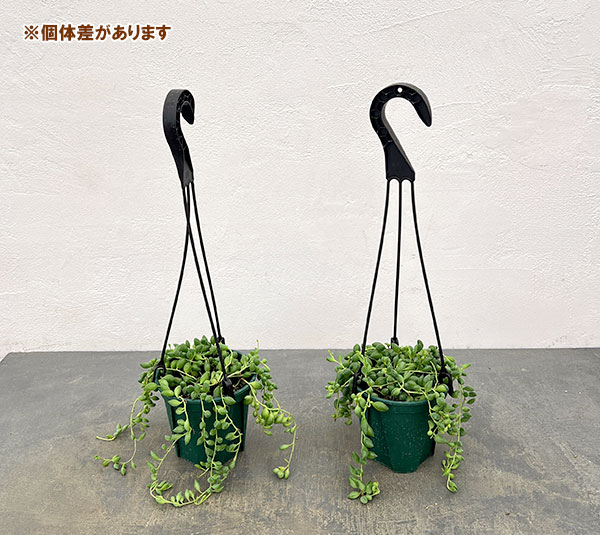 セネシオ：ピーチネックレス　4号吊り鉢