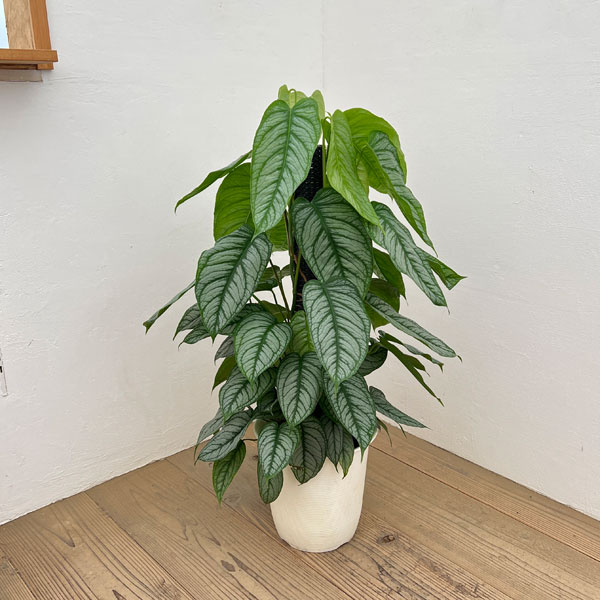 モンステラ:シルテぺカーナ 8号鉢植え