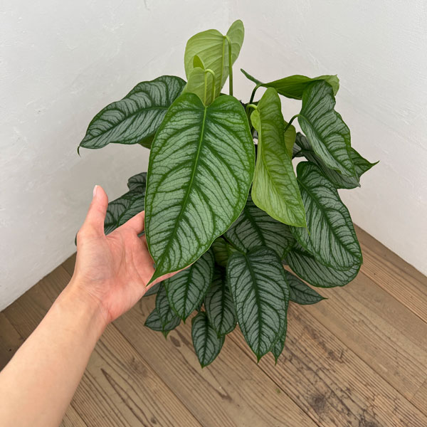 モンステラ:シルテぺカーナ 8号鉢植え