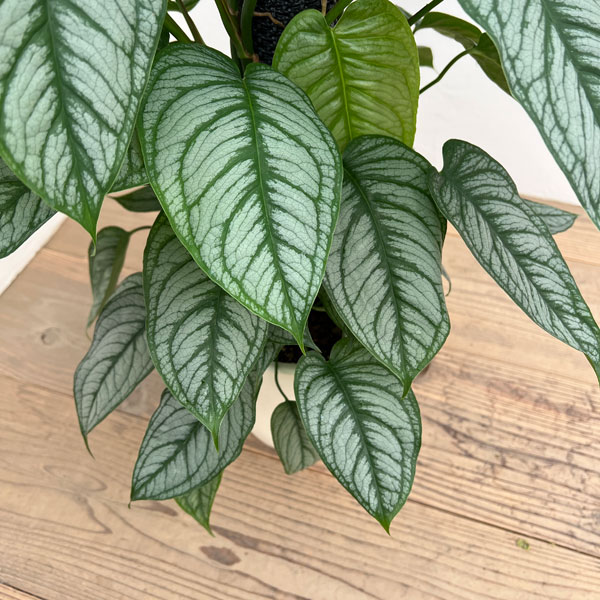 モンステラ:シルテぺカーナ 8号鉢植え