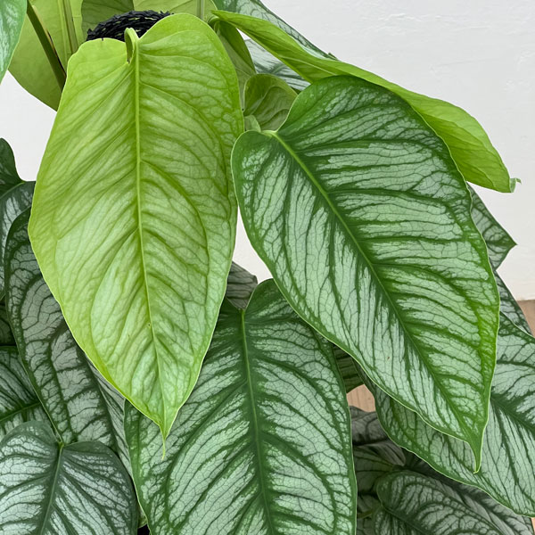 モンステラ:シルテぺカーナ 8号鉢植え