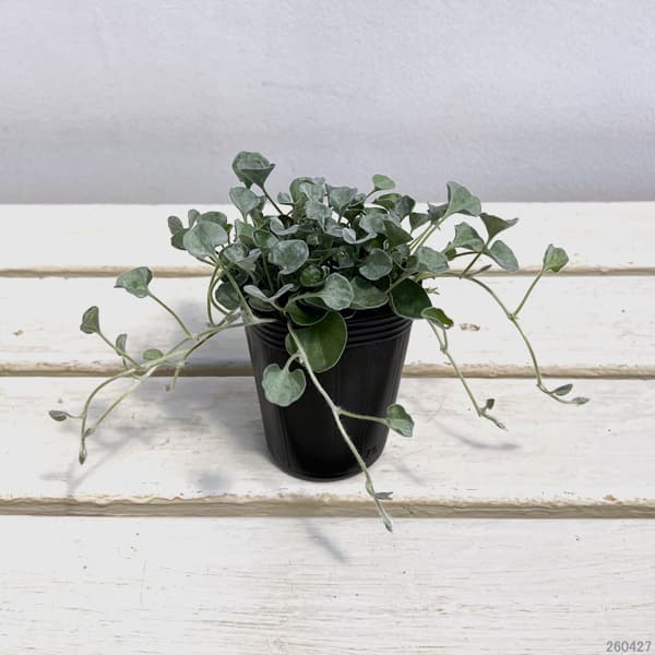 ダイカンドラ（ダイコンドラ）：シルバーサーファー2.5号ポット