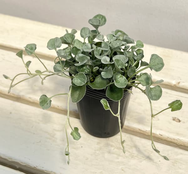 ダイカンドラ（ダイコンドラ）：シルバーサーファー2.5号ポット