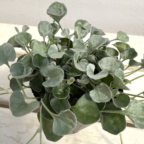 ダイカンドラ（ダイコンドラ）：シルバーサーファー2.5号ポット