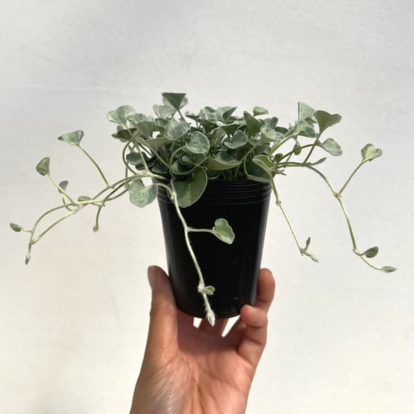 ダイカンドラ（ダイコンドラ）：シルバーサーファー2.5号ポット