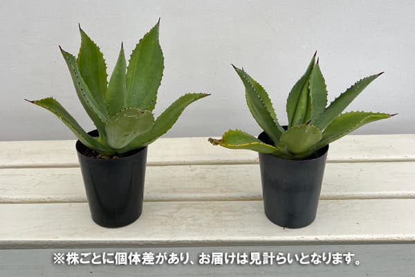 アガベ リギデシマ 園芸ネット本店｜（わけあり特価）アガベ：ボッテリ－（ミティス）3号