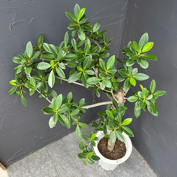 ガジュマル　8号鉢植え