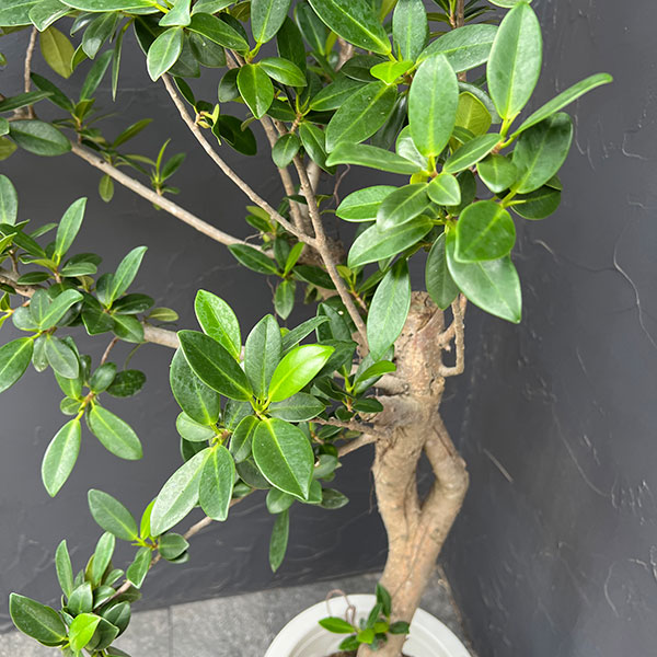 ガジュマル　8号鉢植え