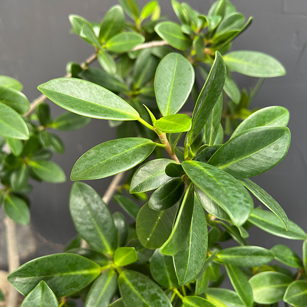 ガジュマル　8号鉢植え
