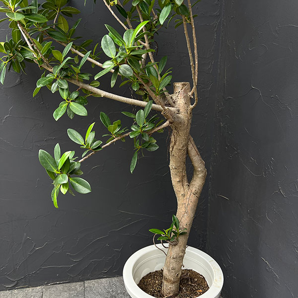 ガジュマル　8号鉢植え