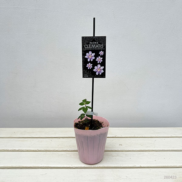 クレマチス：テクサ4号ロングポット（ジャックマニー系）