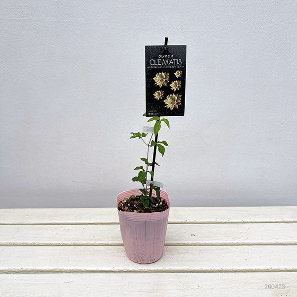 クレマチス：ハルヒメ（春姫）4号ロングポット（八重咲・パテンス系）