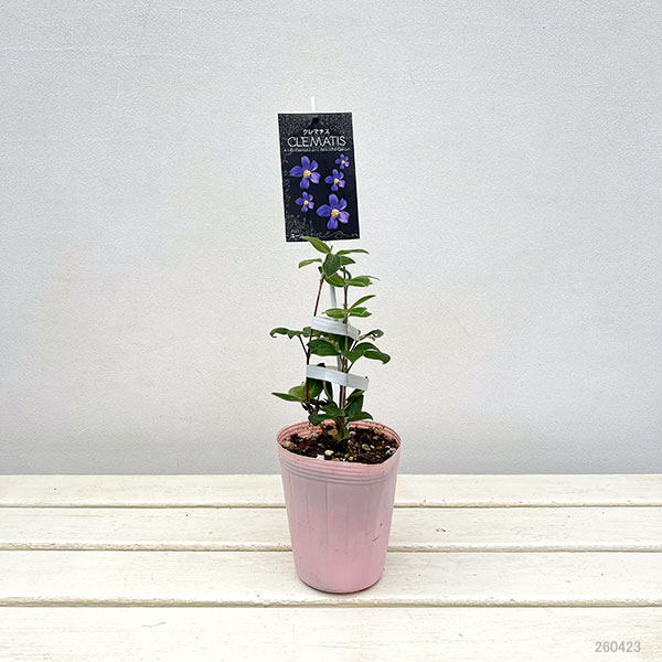 クレマチス：ユーリ4号ロングポット（インテグリフォリア系）*