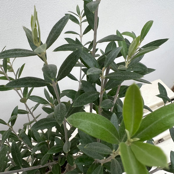 オリーブ：創樹さんのオリーブ　セントキャサリン　4号鉢植え