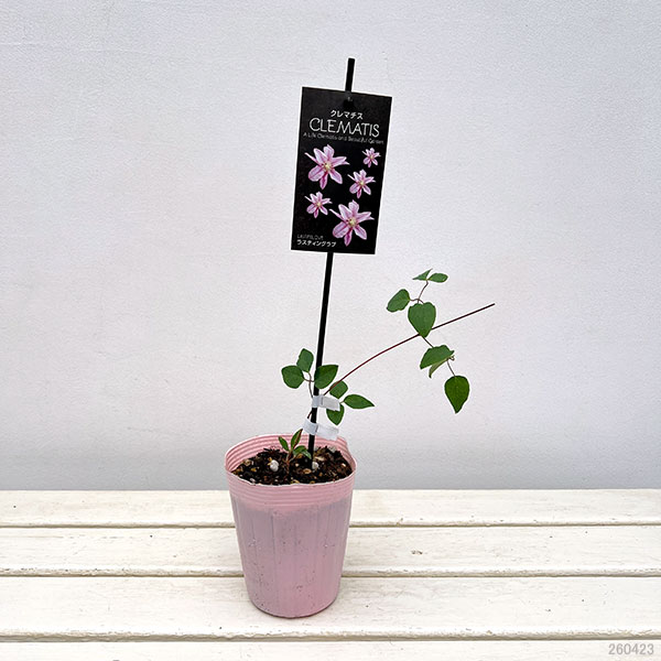 クレマチス：ラスティング　ラブ4号ロングポット（パテンス系）*