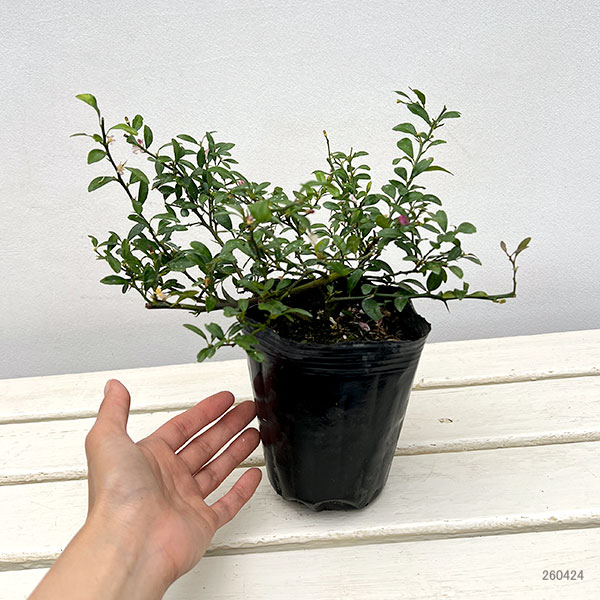 フィンガーライム：オーストラリアンブラッドライム4号ポット