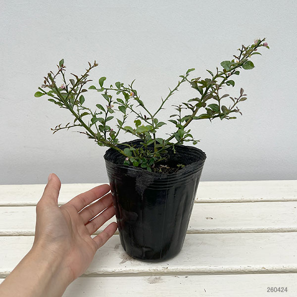 フィンガーライム：イエローサンシャイン4号ポット