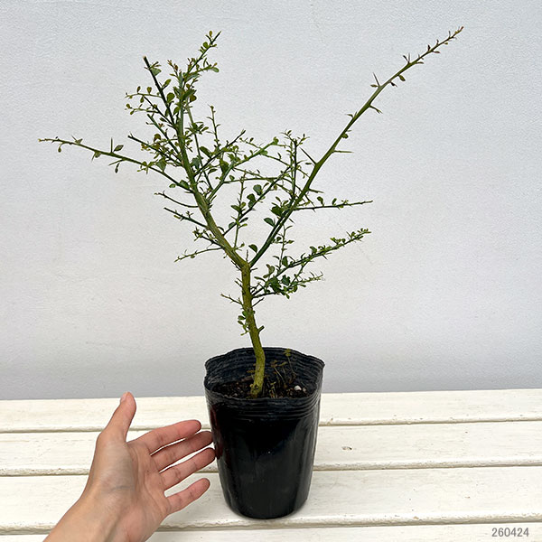 フィンガーライム：パープルブリス4号ポット