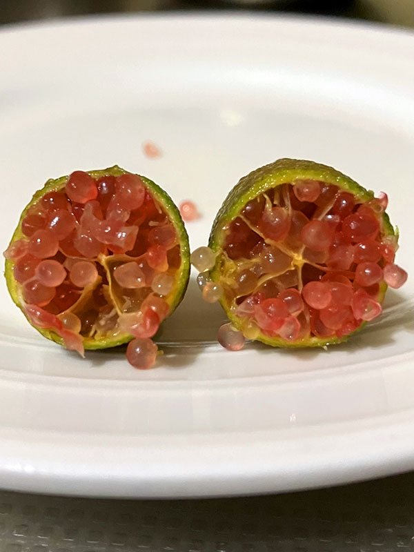 フィンガーライム：パープルブリス4号ポット