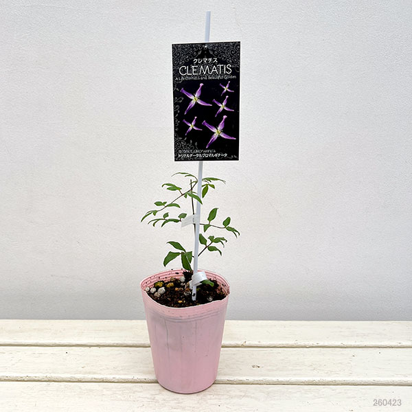 クレマチス：トリテルナータ　ルブロマルギナータ4号ロングポット(フラミュラ系)
