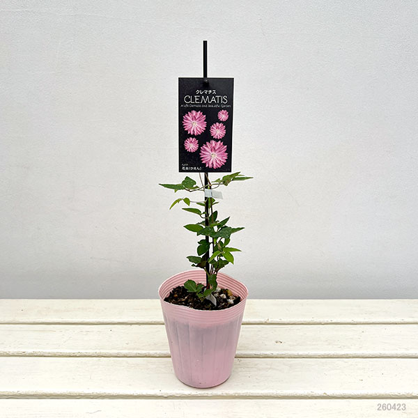クレマチス：カエン（花炎）4号ロングポット（八重咲・大輪系）*