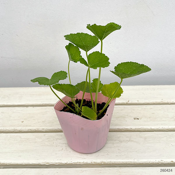 ホリホック（タチアオイ） スプリング セレブリティ　アプリコット3-3.5号ポット