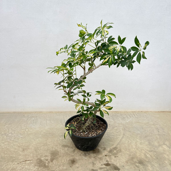 シェフレラ：グランディ　バリエガータ（曲げ盆栽風仕立て）　7号セラアート植え