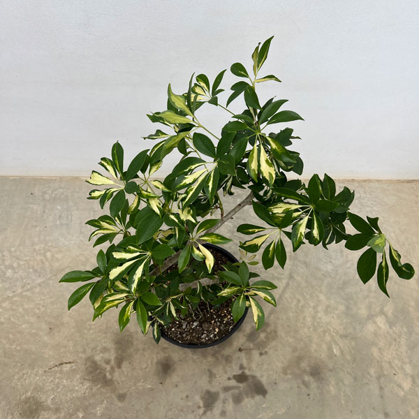 シェフレラ：グランディ　バリエガータ（曲げ盆栽風仕立て）　7号セラアート植え