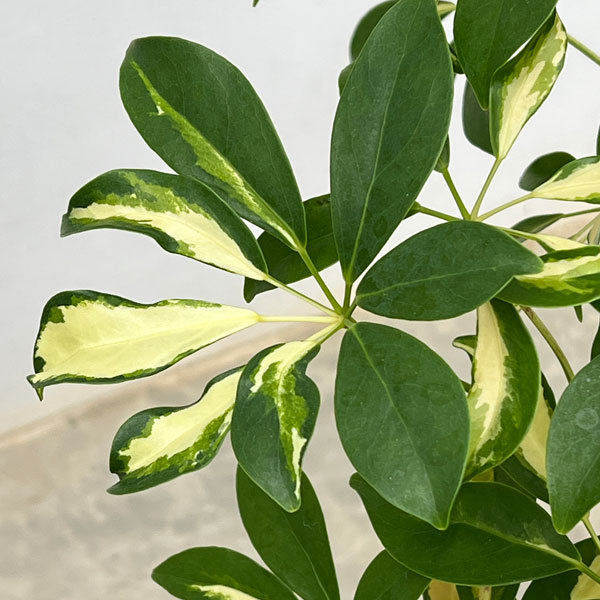 シェフレラ：グランディ　バリエガータ（曲げ盆栽風仕立て）　7号セラアート植え