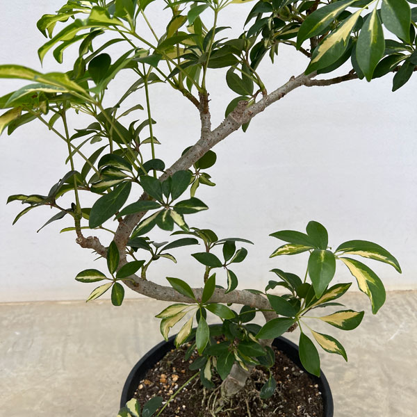 シェフレラ：グランディ　バリエガータ（曲げ盆栽風仕立て）　7号セラアート植え