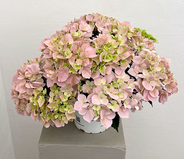 ラグランジア（アジサイ）：クリスタルヴェール【2】（ピンク）5号ポット