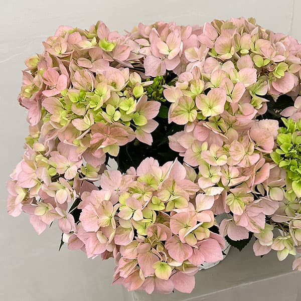 ラグランジア（アジサイ）：クリスタルヴェール【2】（ピンク）5号ポット