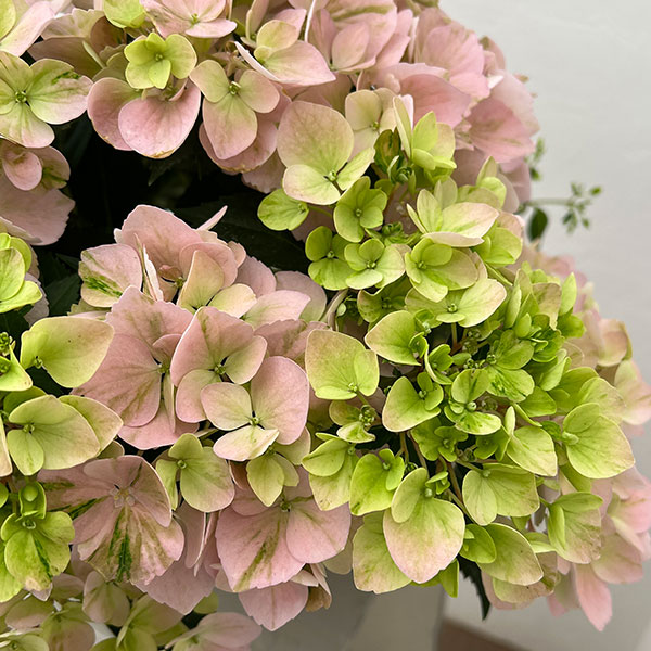 ラグランジア（アジサイ）：クリスタルヴェール【2】（ピンク）5号ポット