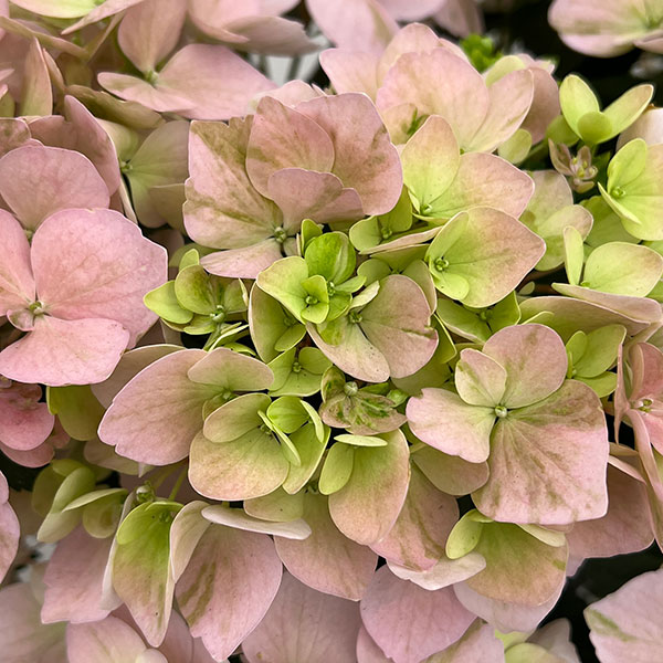 ラグランジア（アジサイ）：クリスタルヴェール【2】（ピンク）5号ポット