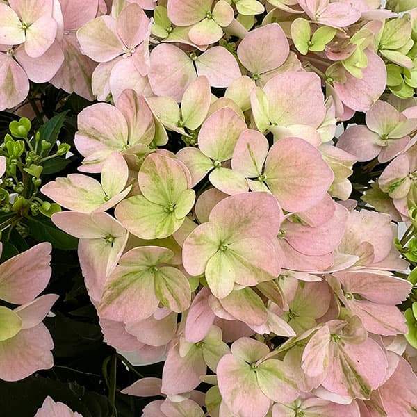 ラグランジア（アジサイ）：クリスタルヴェール【2】（ピンク）5号ポット