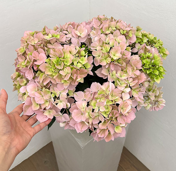 ラグランジア（アジサイ）：クリスタルヴェール【2】（ピンク）5号ポット