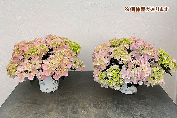 ラグランジア（アジサイ）：クリスタルヴェール【2】（ピンク）5号ポット