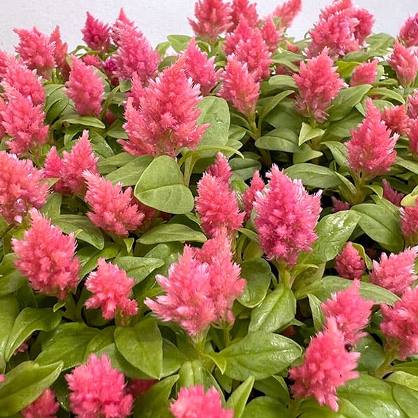カシミアデコレーション:ピンク2.5号ポット