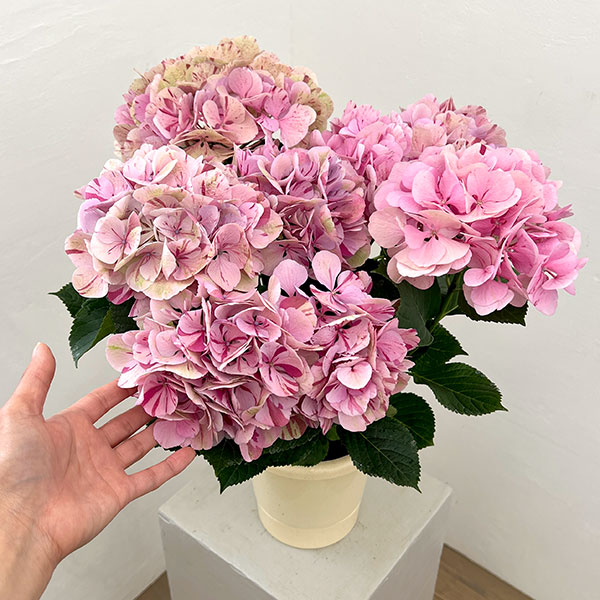 アジサイ(秋色・アンティークカラー):旭の舞姫(あさひのまいひめ)ピンク5.5号鉢植え