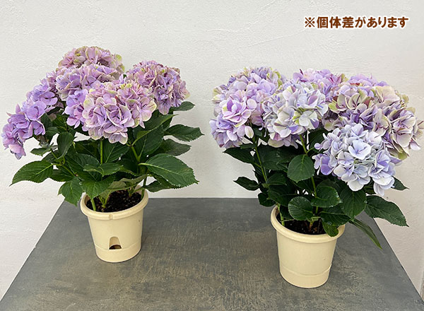 アジサイ（秋色・アンティークカラー）：旭の舞姫（あさひのまいひめ）パープル5.5号鉢植え