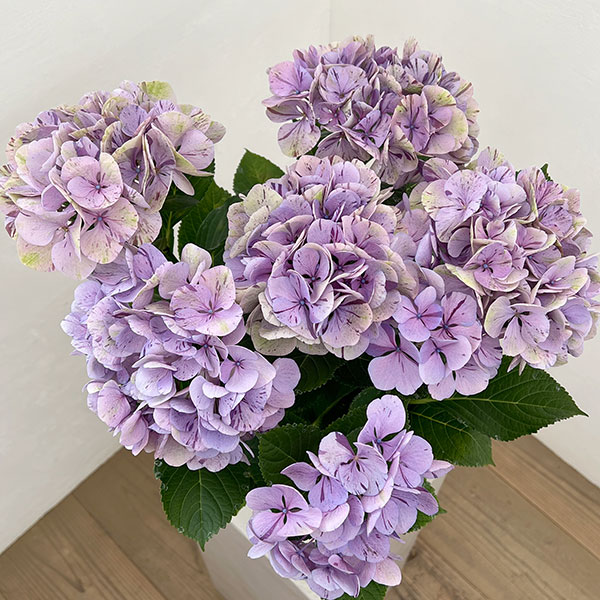 アジサイ(秋色・アンティークカラー):旭の舞姫(あさひのまいひめ)パープル5.5号鉢植え