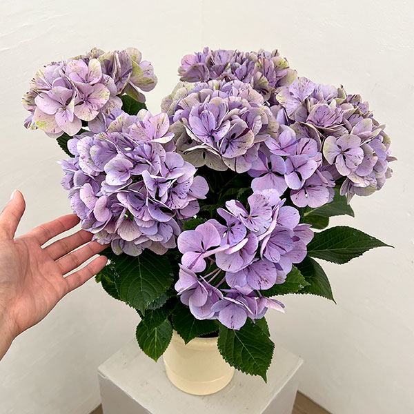 アジサイ(秋色・アンティークカラー):旭の舞姫(あさひのまいひめ)パープル5.5号鉢植え