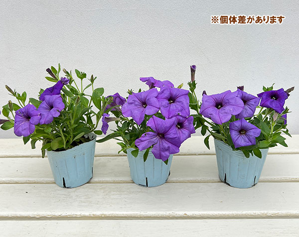 ペチュニアバーニーズ ブルー植物 紫色 花　1ケース24入り 園芸ネット本店｜ペチュニア：ブルームーン3号ポット 12株セット の
