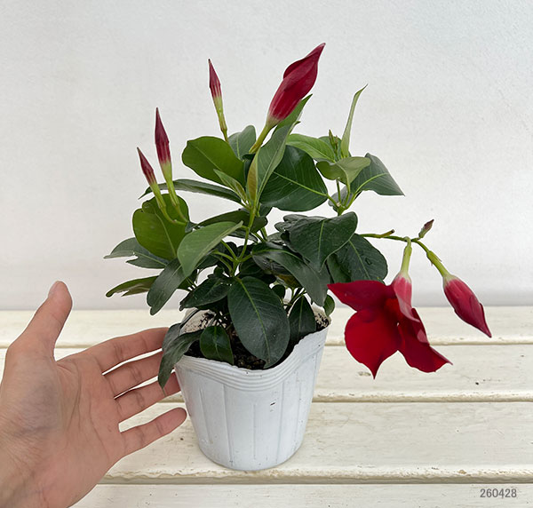 マンデビラ：サマーラッシュ ディープレッド3.5号ポット